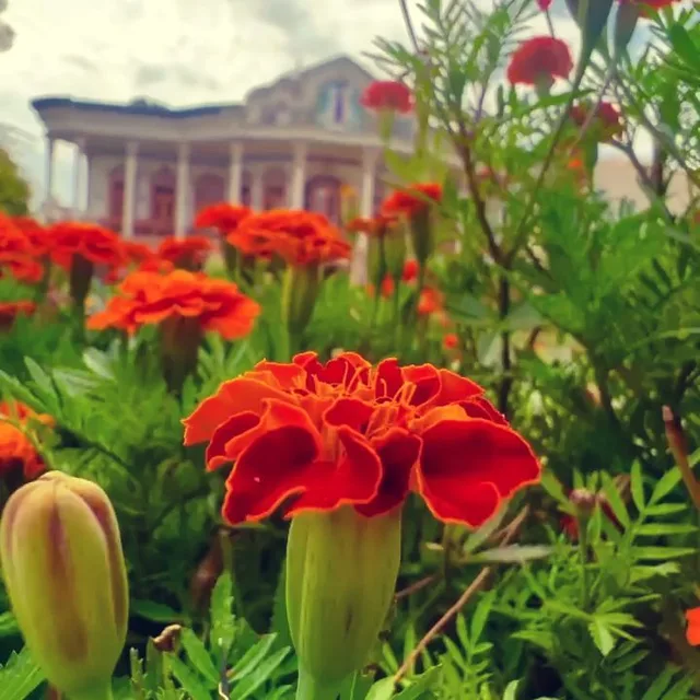 باغچه گل و عمارت شاپوری